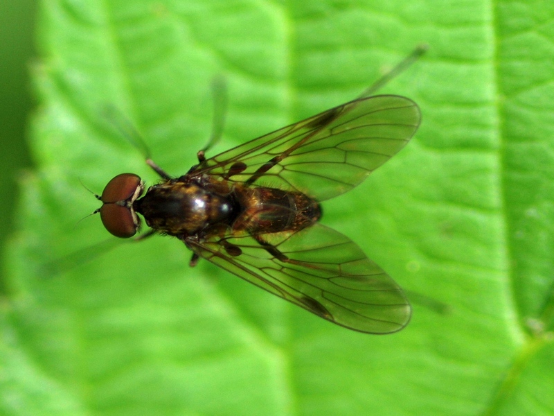 Rhagionidae: Chrysopilus